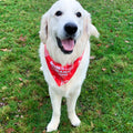 Moms Logo Pet Bandana